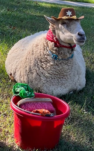 Gallery photo 5 of Animals Unlimited 501(c)(3) Non-Profit Organization