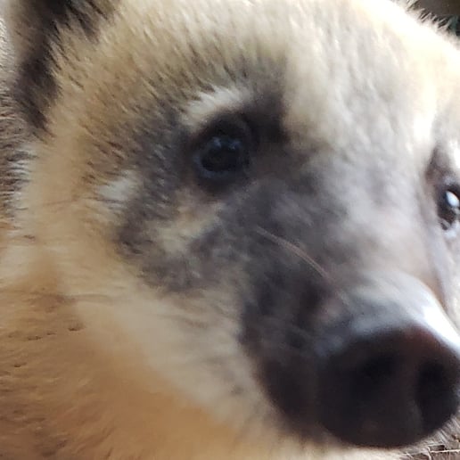 Gallery photo 8 of Animals Unlimited 501(c)(3) Non-Profit Organization