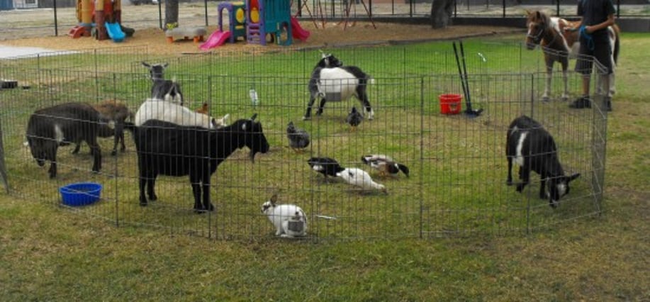 Gallery photo 2 of Becky's Pony Express