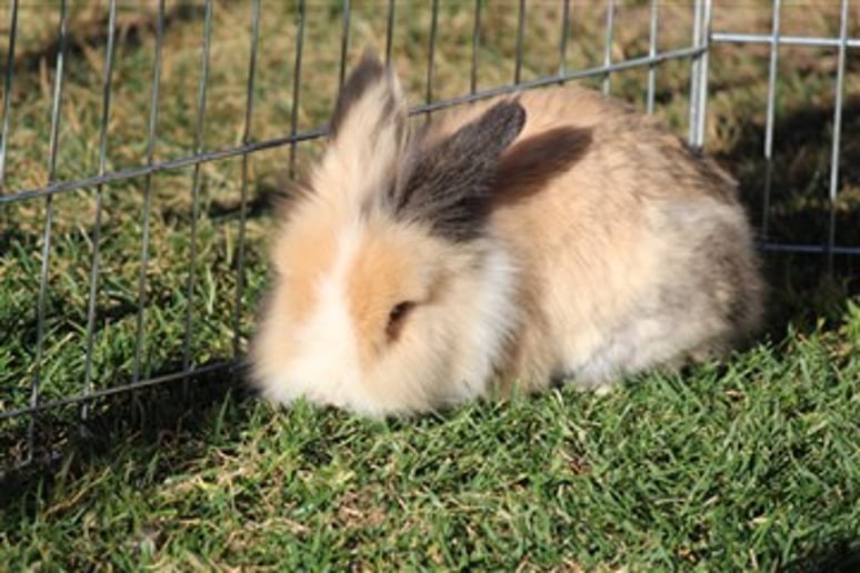 Gallery photo 8 of Becky's Pony Express