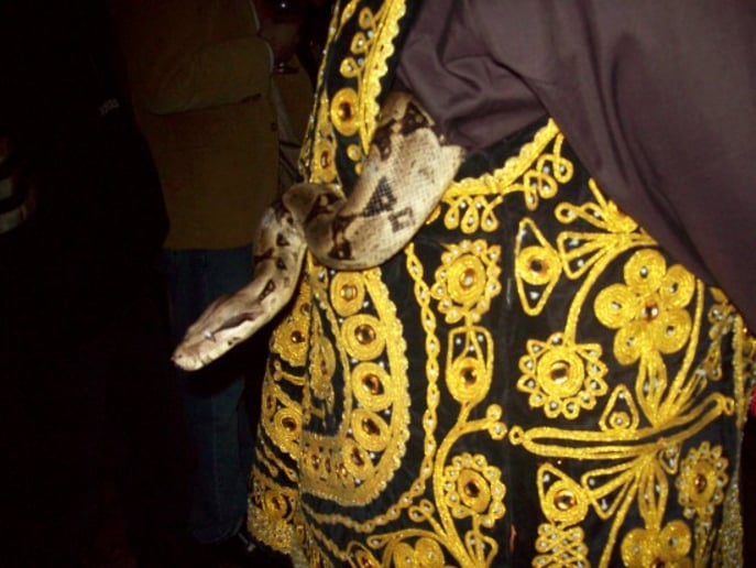 Gallery photo 4 of Bwana Iguana Reptile Adventure