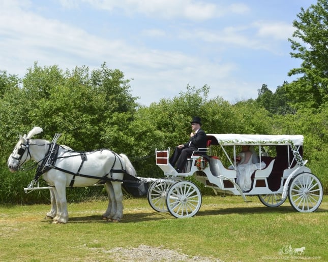 Gallery photo 5 of Carriage Limousine Service - Horse Drawn Carriages