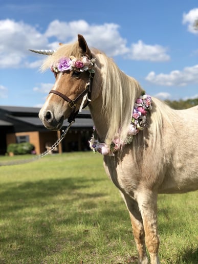 Gallery photo 5 of Divinity Stables