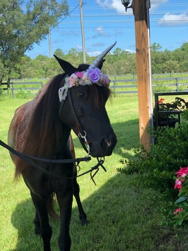 Gallery photo 9 of Divinity Stables