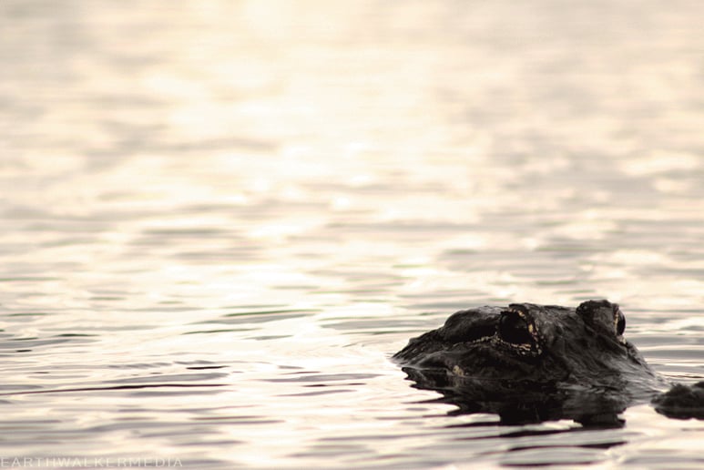 Gallery photo 2 of Earthwalker Media