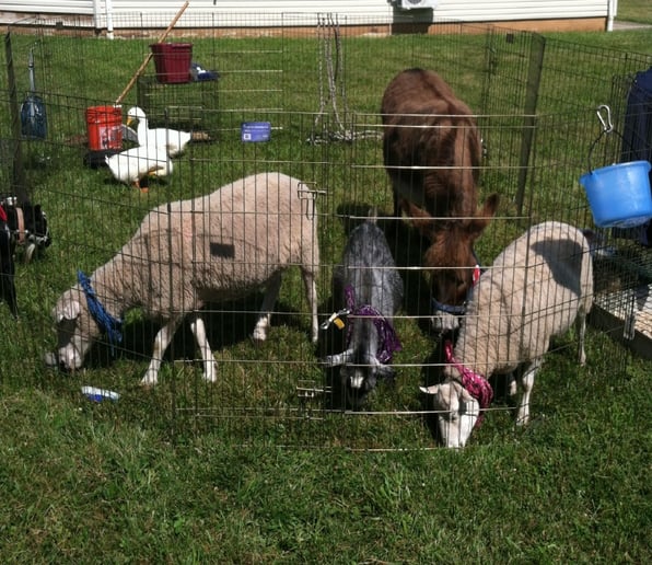 Gallery photo 7 of Happy Trails Ponies and Petting Zoo