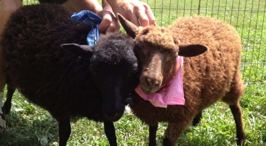 Gallery photo 4 of Happy Trails Ponies and Petting Zoo