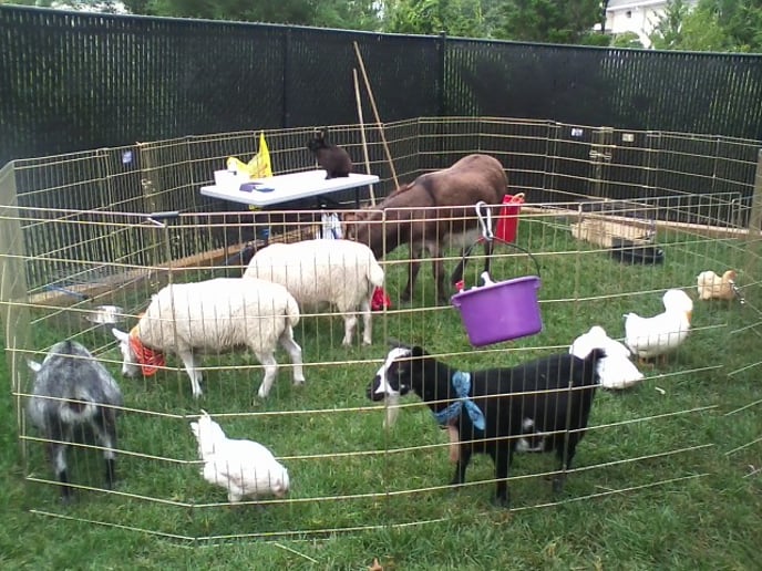 Gallery photo 2 of Happy Trails Ponies and Petting Zoo