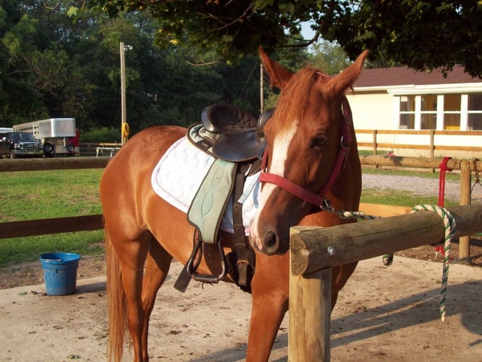 Gallery photo 3 of Happy Trails Ponies and Petting Zoo