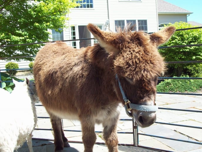 Gallery photo 8 of Happy Trails Ponies and Petting Zoo
