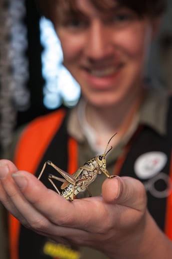 Gallery photo 3 of Insect Discovery Lab