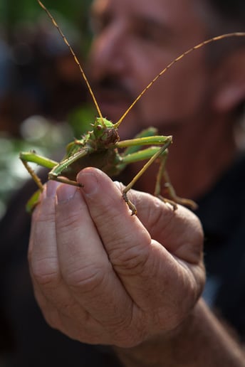 Gallery photo 4 of Insect Discovery Lab