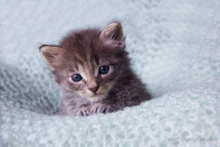 Gallery photo 6 of Jessica Wayman Photography