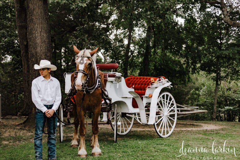 Gallery photo 2 of Orange Sky Carriage Rides LLC