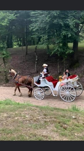 Gallery photo 4 of Orange Sky Carriage Rides LLC