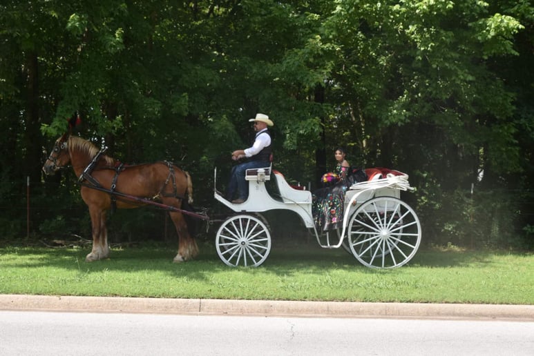 Gallery photo 8 of Orange Sky Carriage Rides LLC