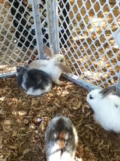 Gallery photo 2 of Johnson Family Petting Farm