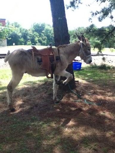 Gallery photo 3 of Johnson Family Petting Farm