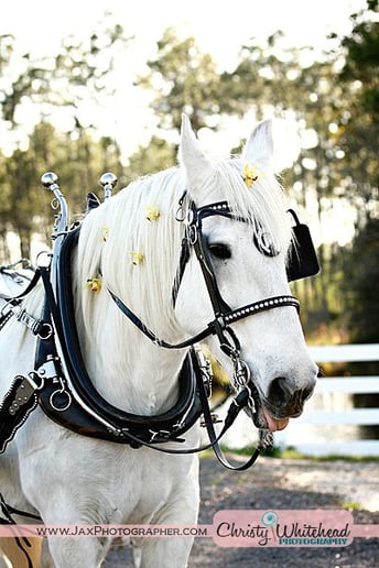 Gallery photo 2 of Pinto Carriage Works, LLC