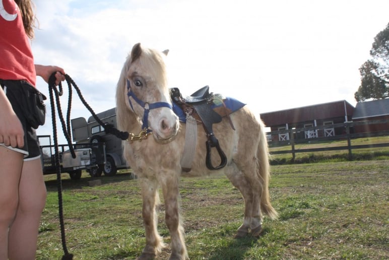 Gallery photo 2 of Pony Rides, Petting Animals, Moonwalks by JM Farms