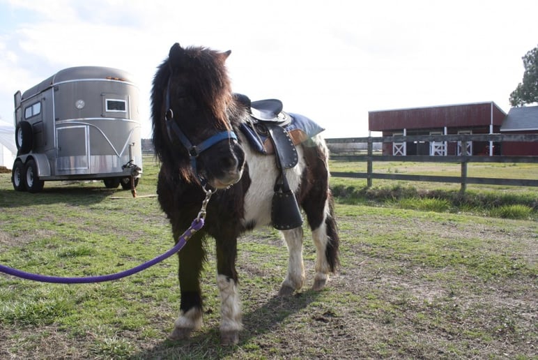 Gallery photo 3 of Pony Rides, Petting Animals, Moonwalks by JM Farms