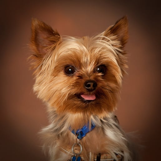 Gallery photo 9 of Professional Photographer with Lighting