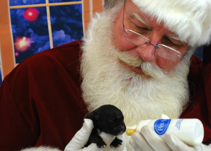 Gallery photo 8 of Santa Steve
