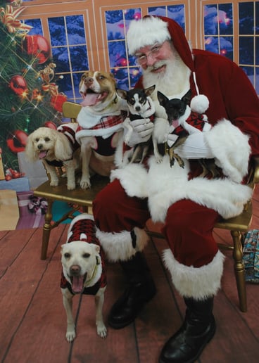 Gallery photo 7 of Santa Steve
