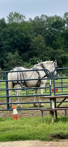 Gallery photo 10 of Sharing Horses W Humans, LLC