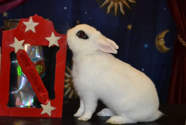 Gallery photo 1 of Sir Lantz-Magician and Master Balloon Artist