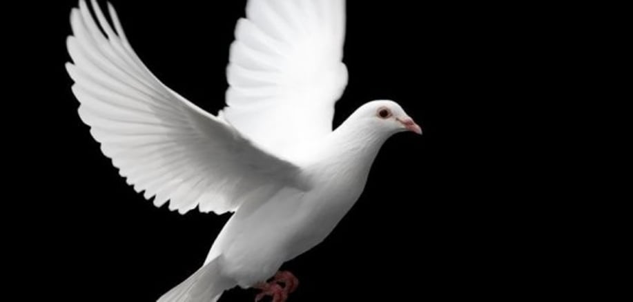 Gallery photo 1 of Christopher Starr of Starr Magic Shows