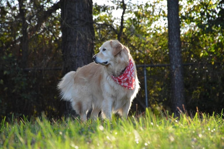 Gallery photo 7 of Talophone