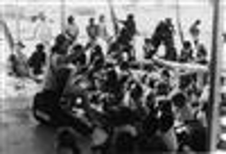 Gallery photo 2 of Wandering In The Bush Show (from Australia)