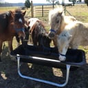 Pony Rides, Petting Animals, Moonwalks by JM Farms