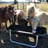 Small thumbnail image for Pony Rides, Petting Animals, Moonwalks by JM Farms