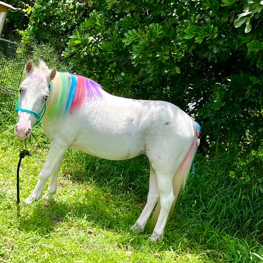 Majestic Raynes - Pony Party in Port Charlotte, FL