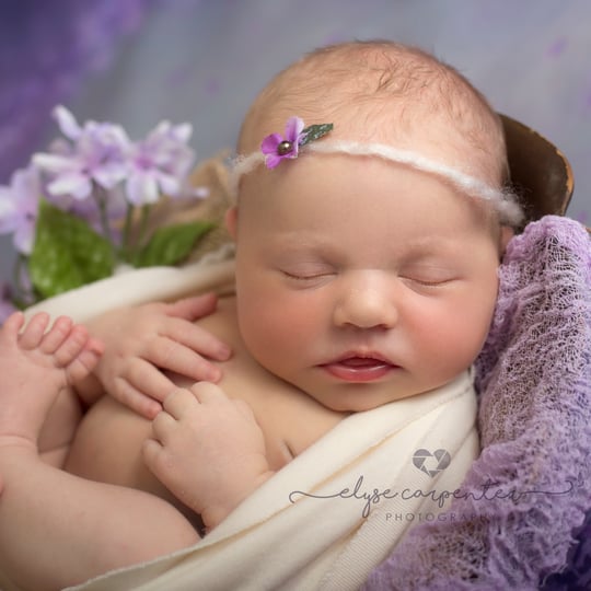Elyse Carpenter Photography, LLC - Photographer in Raymond, NH