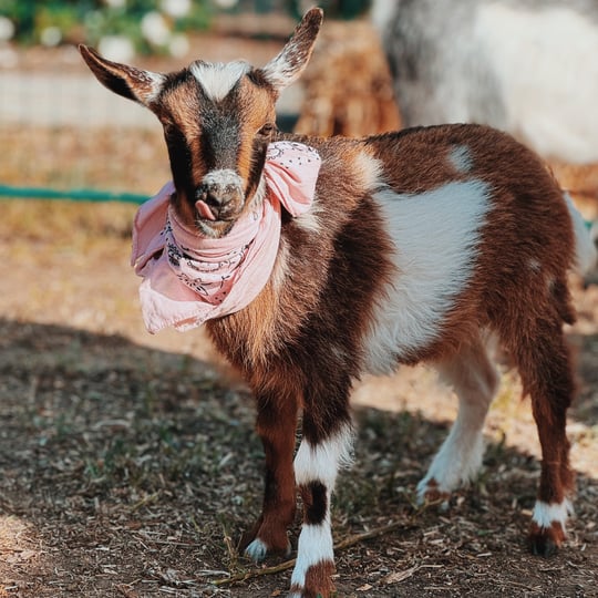 Haley’s Petting Zoo - Animal Entertainment / Petting Zoo in Hemet, CA