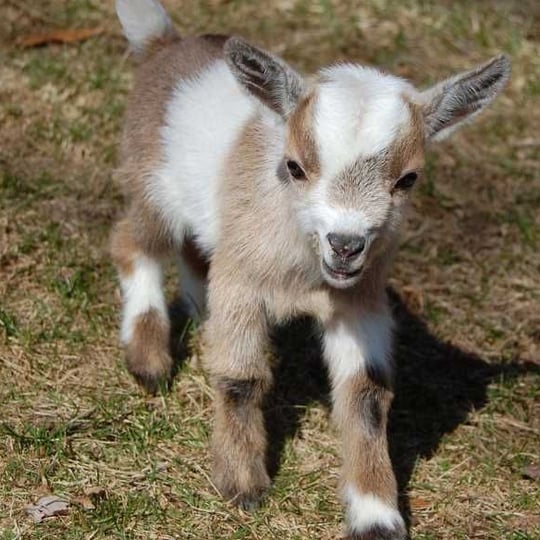 Buffalo Mobile Petting Zoo - Petting Zoo in Enid, OK