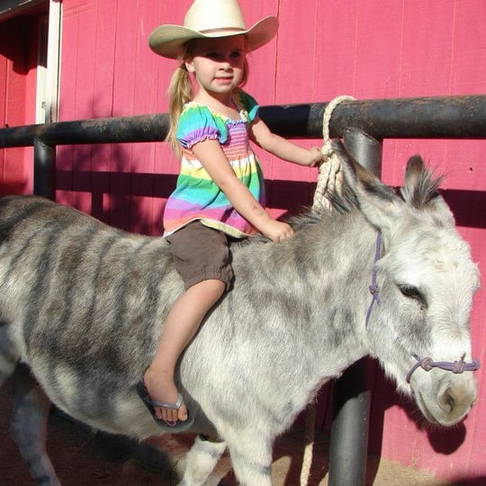 My Party Ponies - Pony Party / Petting Zoo in Wickenburg, AZ