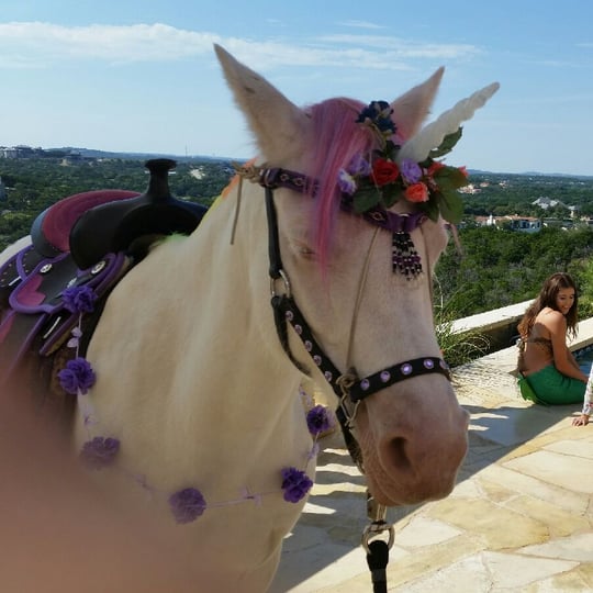 Austin Pony Express - Pony Party / Animal Entertainment in Austin, TX