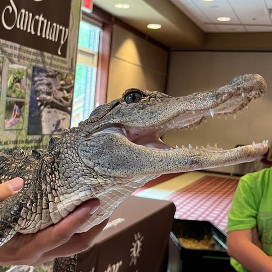 Critchlow Alligator Sanctuary - Animal Entertainment in Athens, MI