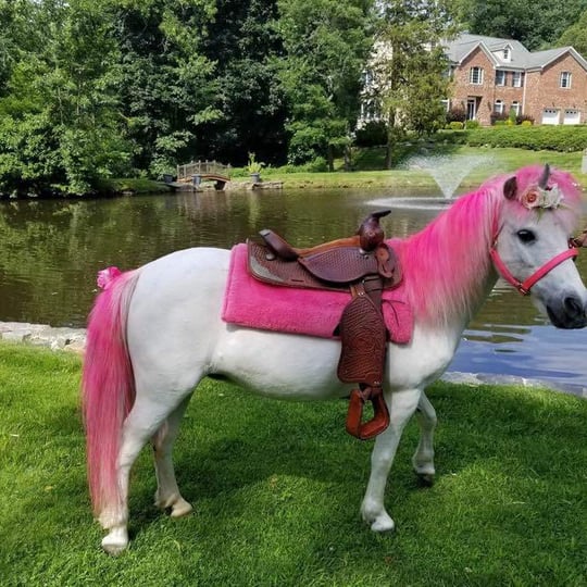 Aly's Ponies & Traveling Barnyard - Pony Party / Petting Zoo in Highland, NY