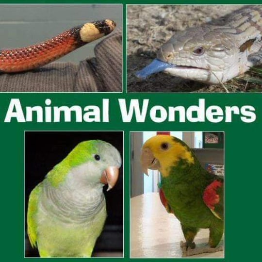 Animal Wonders, LLC - Reptile Show / Animal Entertainment in Holden, MO