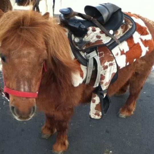 Best Entertainment In Town - Children’s Party Entertainment / Animal Entertainment in Los Angeles, CA