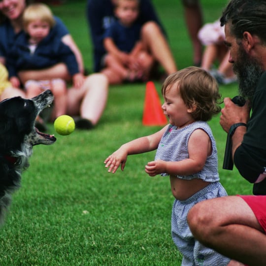 Border Collie International Performing K-9 Team - Animal Entertainment / Educational Entertainment in Falls City, OR