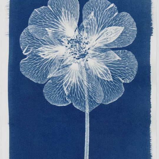 Cyanotype Class - Arts & Crafts Party in Richmond, VA