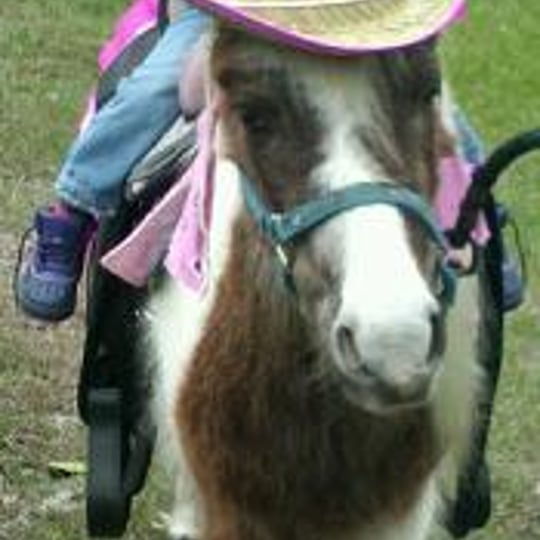 Pony Rides with Hidden Creek Farms Animal Rescue - Pony Party in Clermont, FL