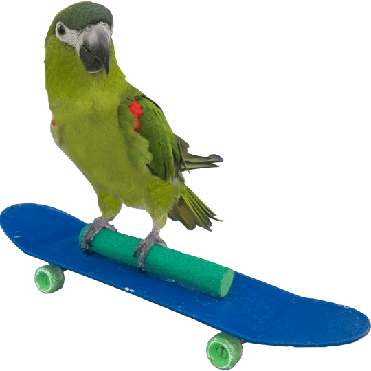 Animal Party Entertainment with Kiwi, The Skateboarding Parrot - Animal Entertainment in Springfield, MO