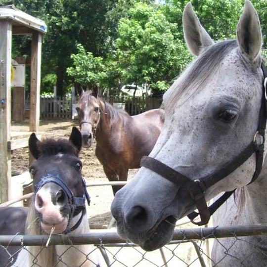 Noah's Landing Petting Zoo & Pony Rides - Petting Zoo in Daytona Beach, FL